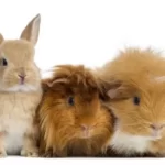 Hamster , rabbit and rodents