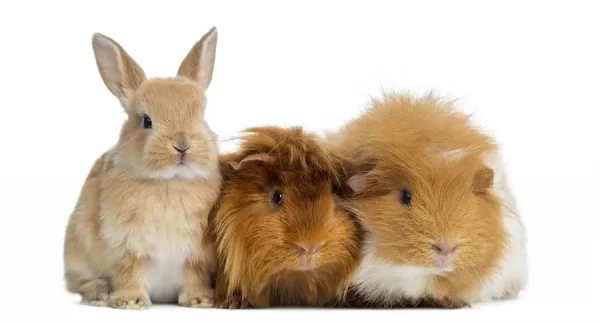 Hamster , rabbit and rodents