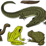 Reptiles and Amphibians