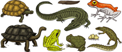 Reptiles and Amphibians